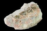Oreodont (Merycoidodon) Jaw Section - South Dakota #136039-1
